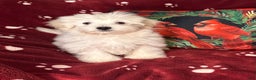Maltese dogs for sale: Pete - Ad 2