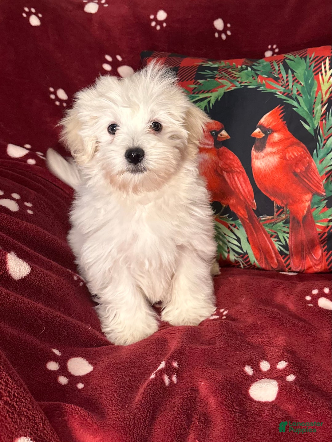 Maltese dogs for sale: Pete - Ad 2