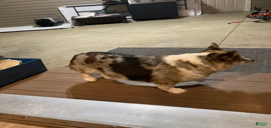 Gallery Image {{count}}