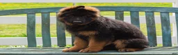 German Shepherd dogs for sale: Baley - Ad 1