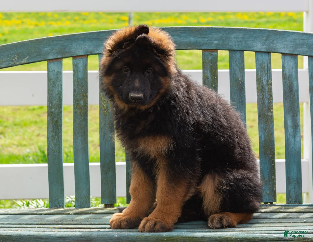 German Shepherd dogs for sale: Baley - Ad 1