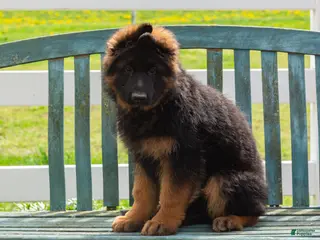 German Shepherd dogs for sale: Baley - Ad 2