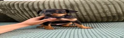 Miniature Pinscher dogs for sale: Leo - Ad 17