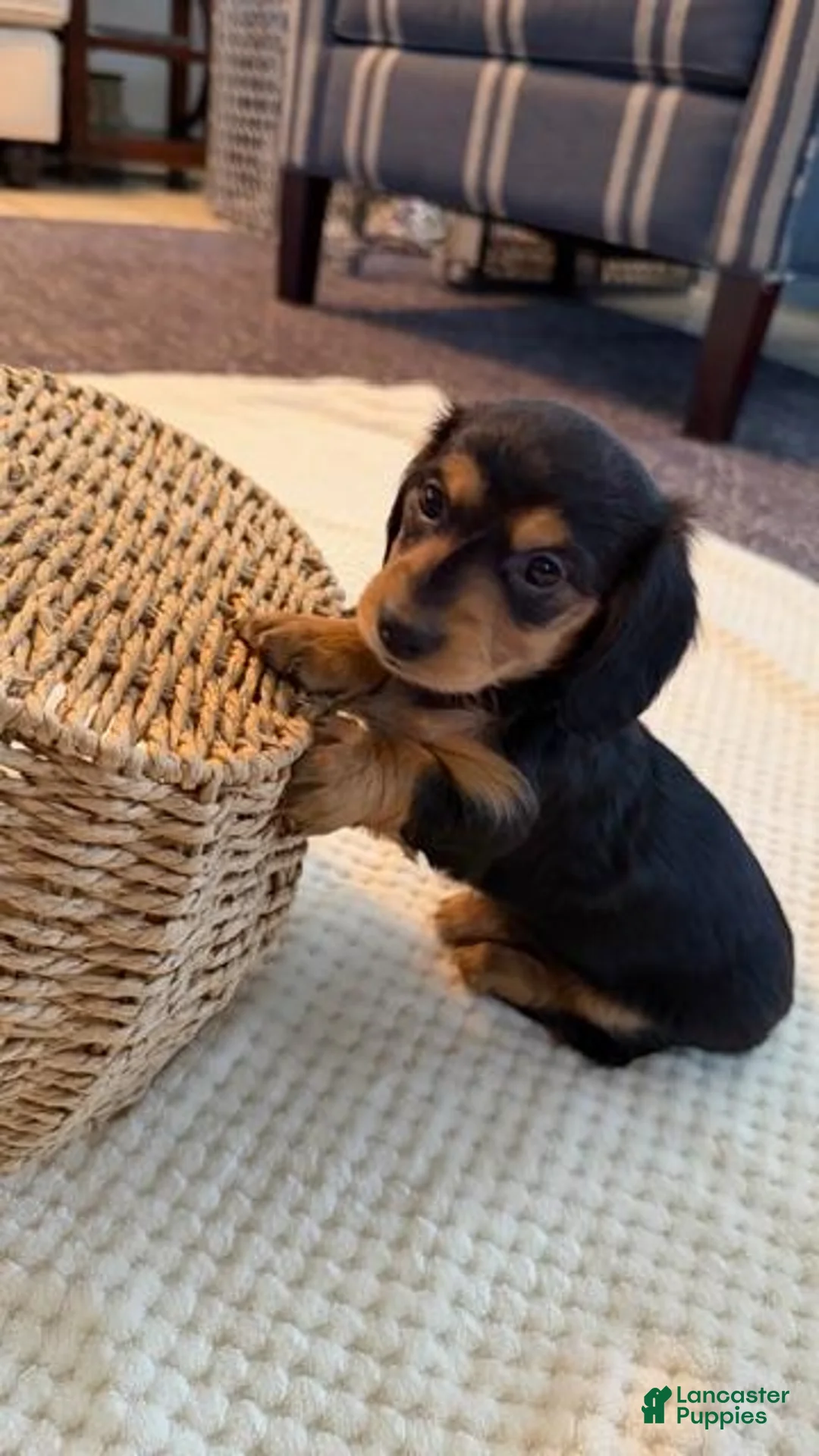 Dachshund dogs for sale: India - Ad 2