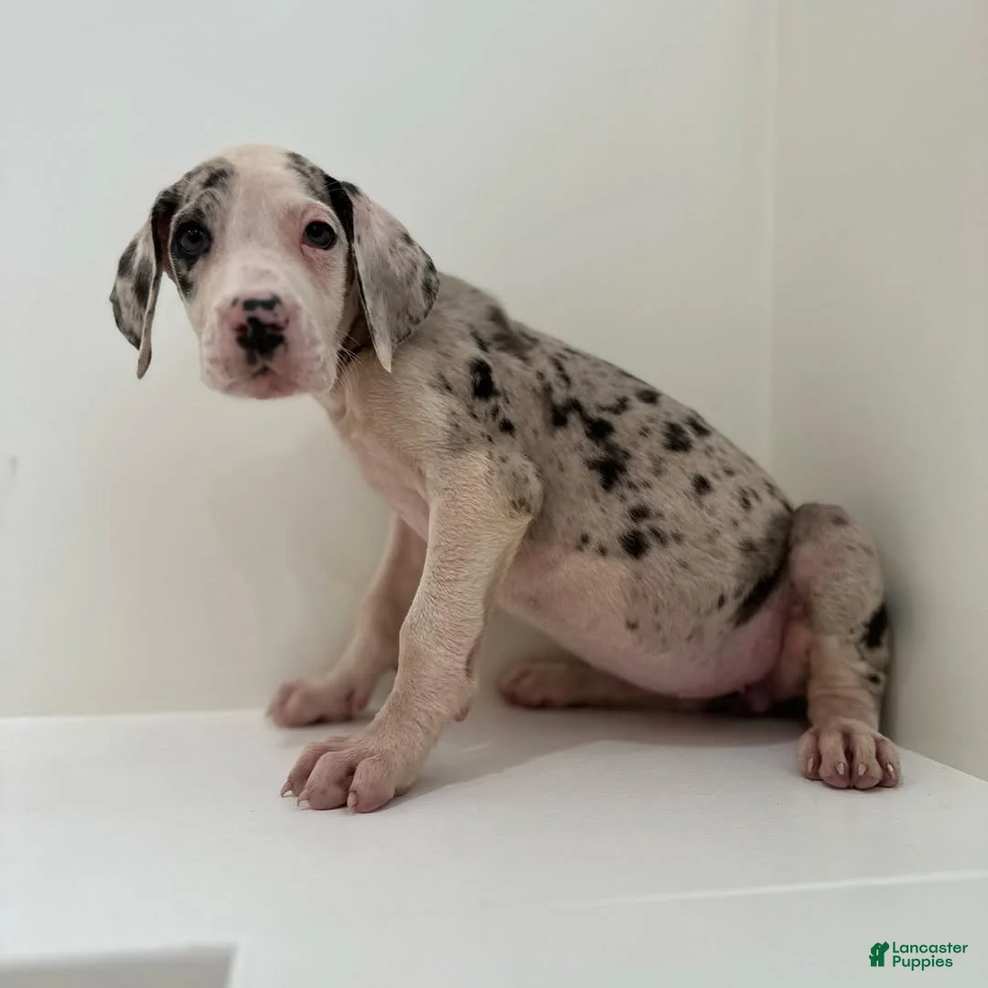 Great Dane dogs for sale: Bella (Female) - Ad 1