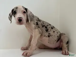 Great Dane dogs Bella (Female) - Ad 12