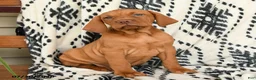 Vizsla dogs for sale: Cheif - Ad 3