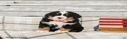 Bernese Mountain Dog dogs for sale: Montana - Ad 2