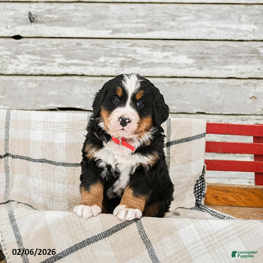 Bernese Mountain Dog dogs for sale: Montana - Ad 2