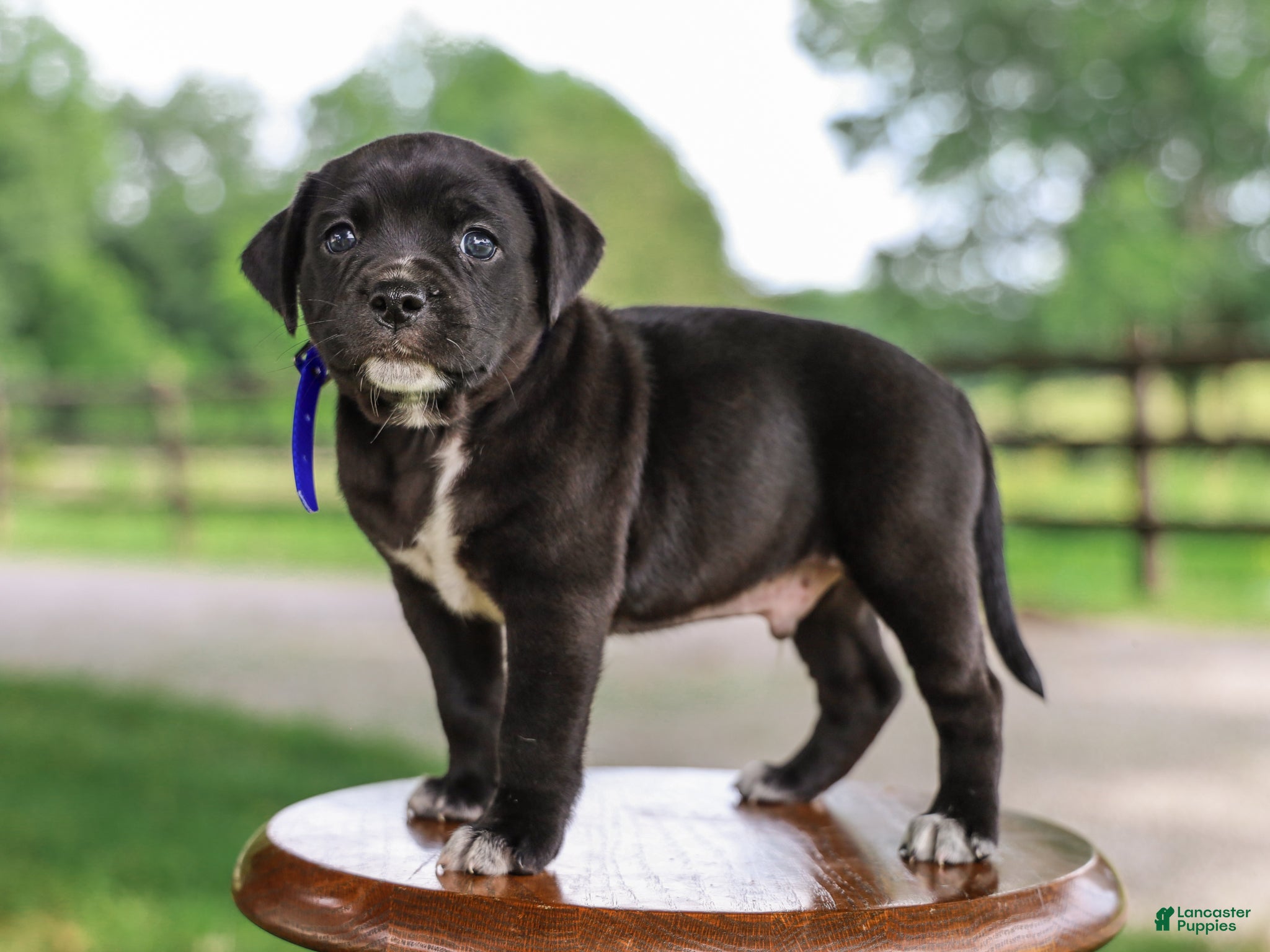 Mixed Breed dogs Yaden Jug Puppy  - Ad 1
