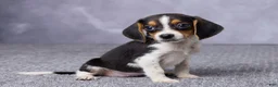 Beagle dogs for sale: Sally - Ad 3
