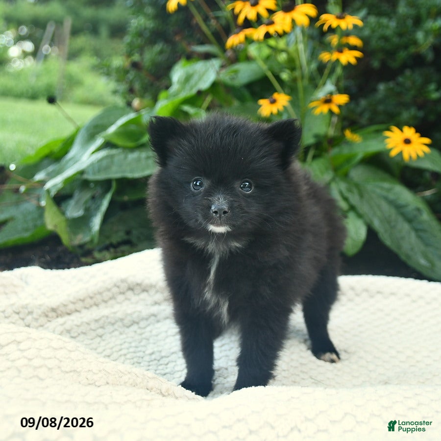 Pomeranian dogs Rosie  - Ad 1