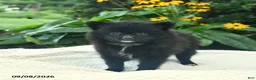 Pomeranian dogs for sale: Rosie  - Ad 1