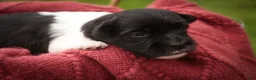 Havanese dogs for sale: Winnie Havanese  - Ad 3