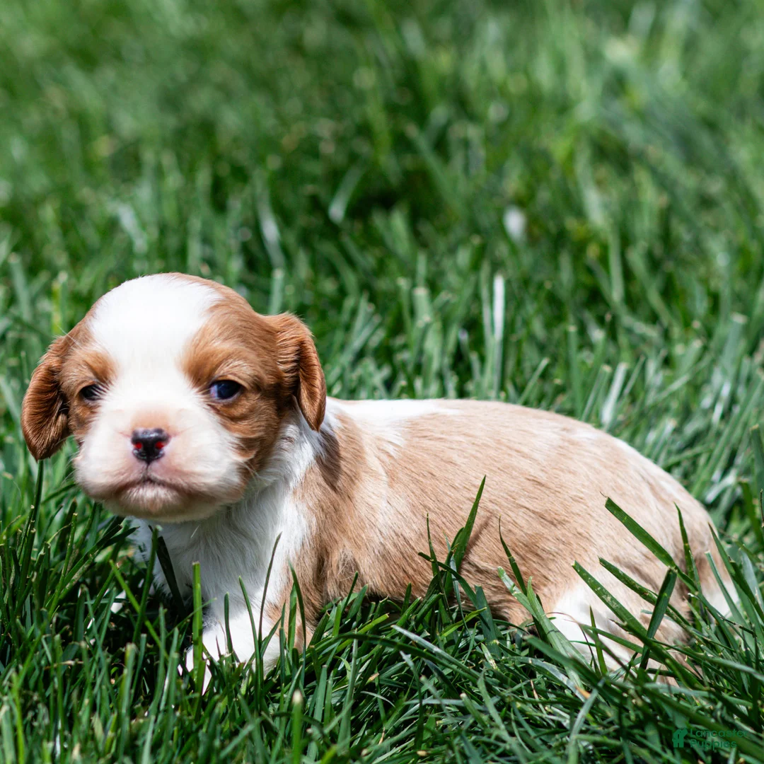 Cavalier King Charles Spaniel dogs for sale: Arlan Cavalier King Charles Spaniel Puppy  - Ad 10