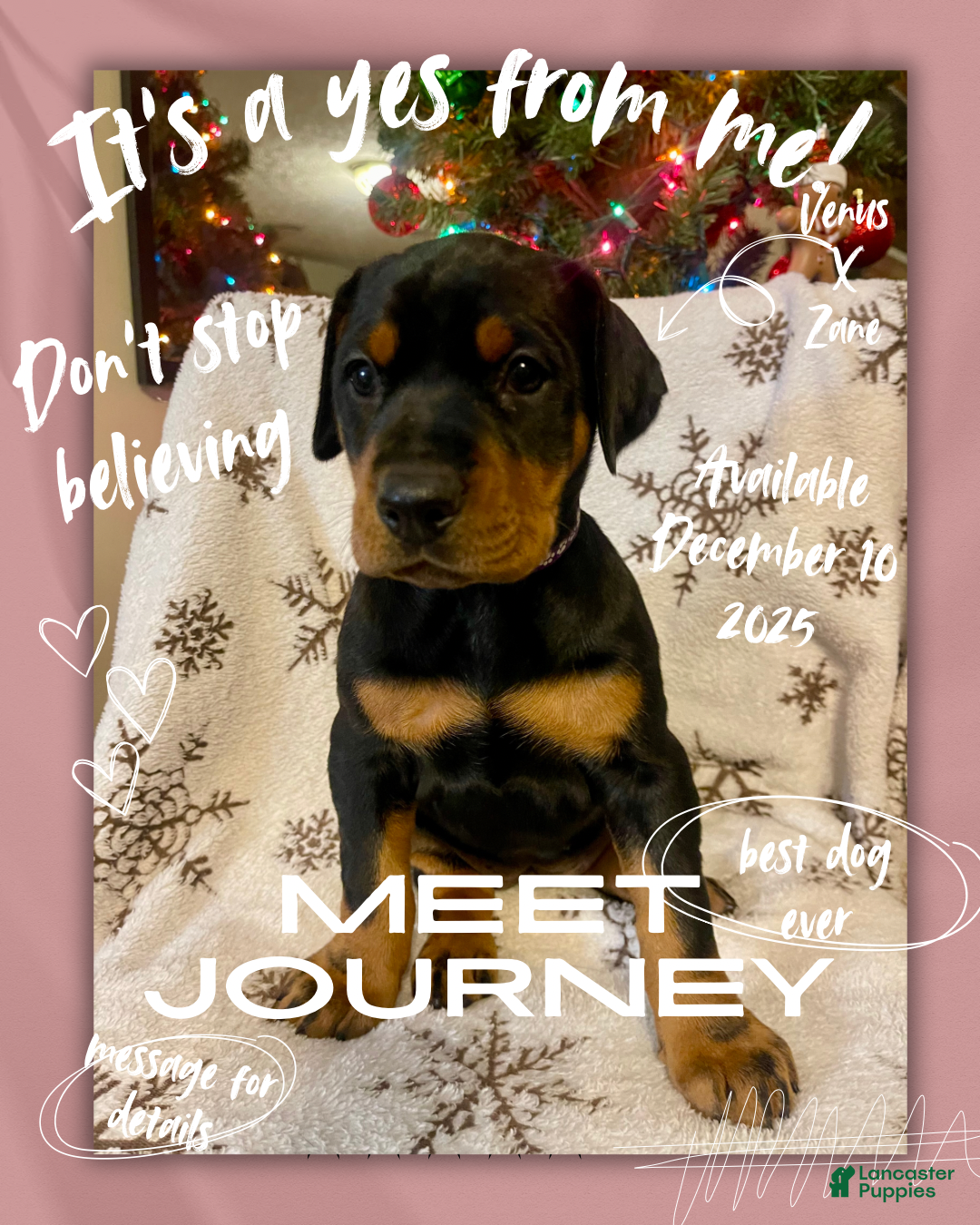 Doberman Pinscher dogs Doberman Pinscher Puppy 6 - Ad 31