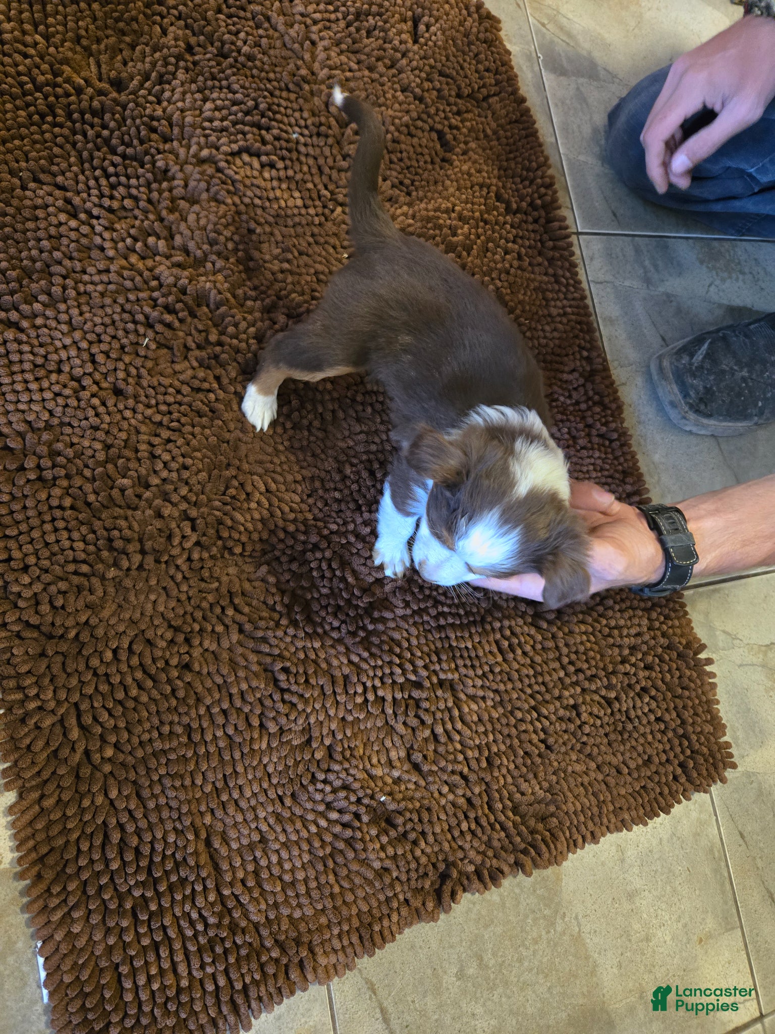 Australian Shepherd dogs Midget - Ad 5
