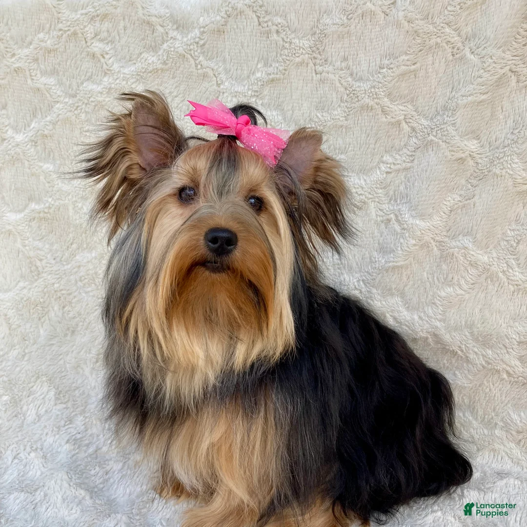 Morkie dogs for sale: Teacup Nugget - Ad 14