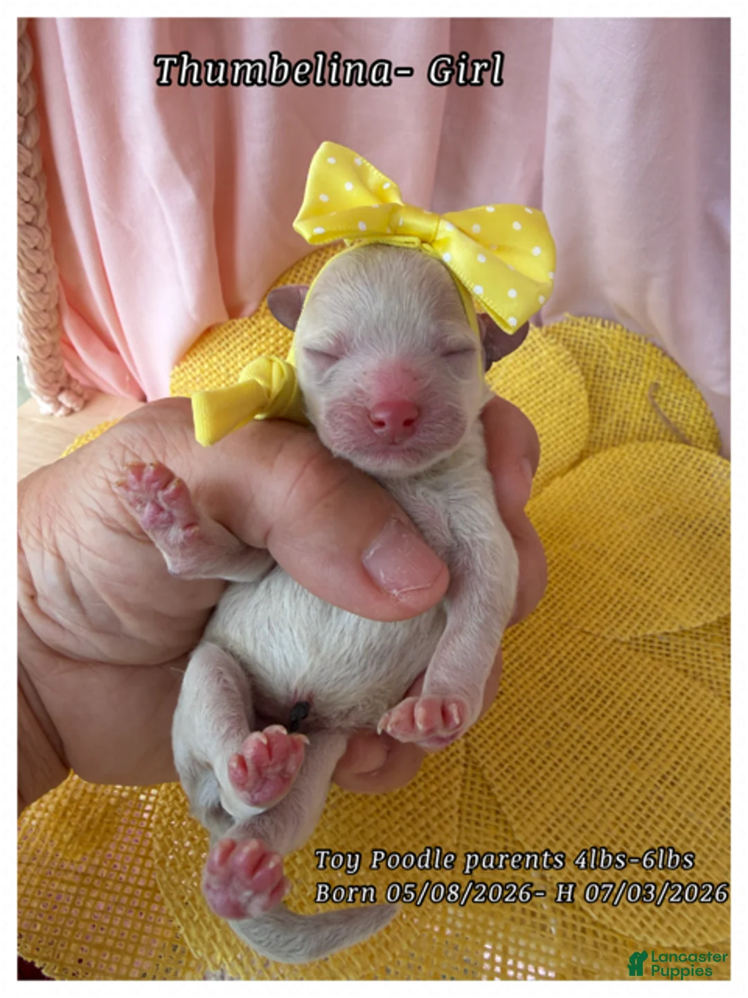 Toy Poodle dogs for sale: Tinkerbelle - Ad 2