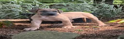 Great Dane dogs for sale: Patience Great Dane  - Ad 12