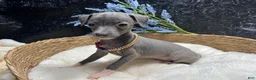 Italian Greyhound dogs for sale: Italian Greyhound 1 - Ad 9