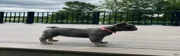 French Bulldog dogs for sale: Sena - Ad 5
