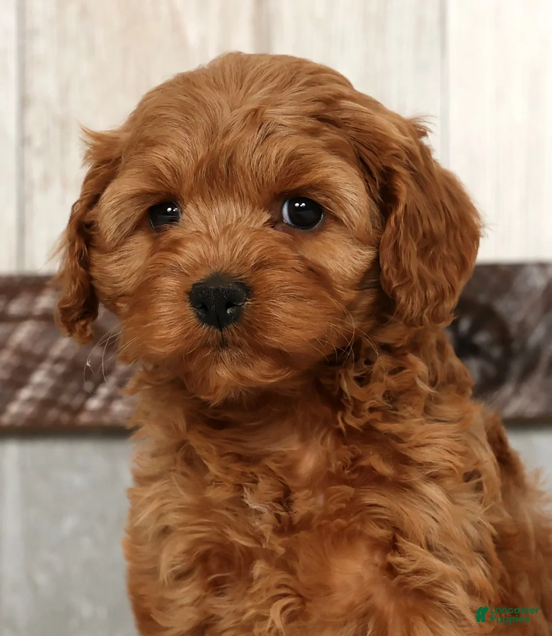 Cockapoo dogs for sale: Heather - Ad 9