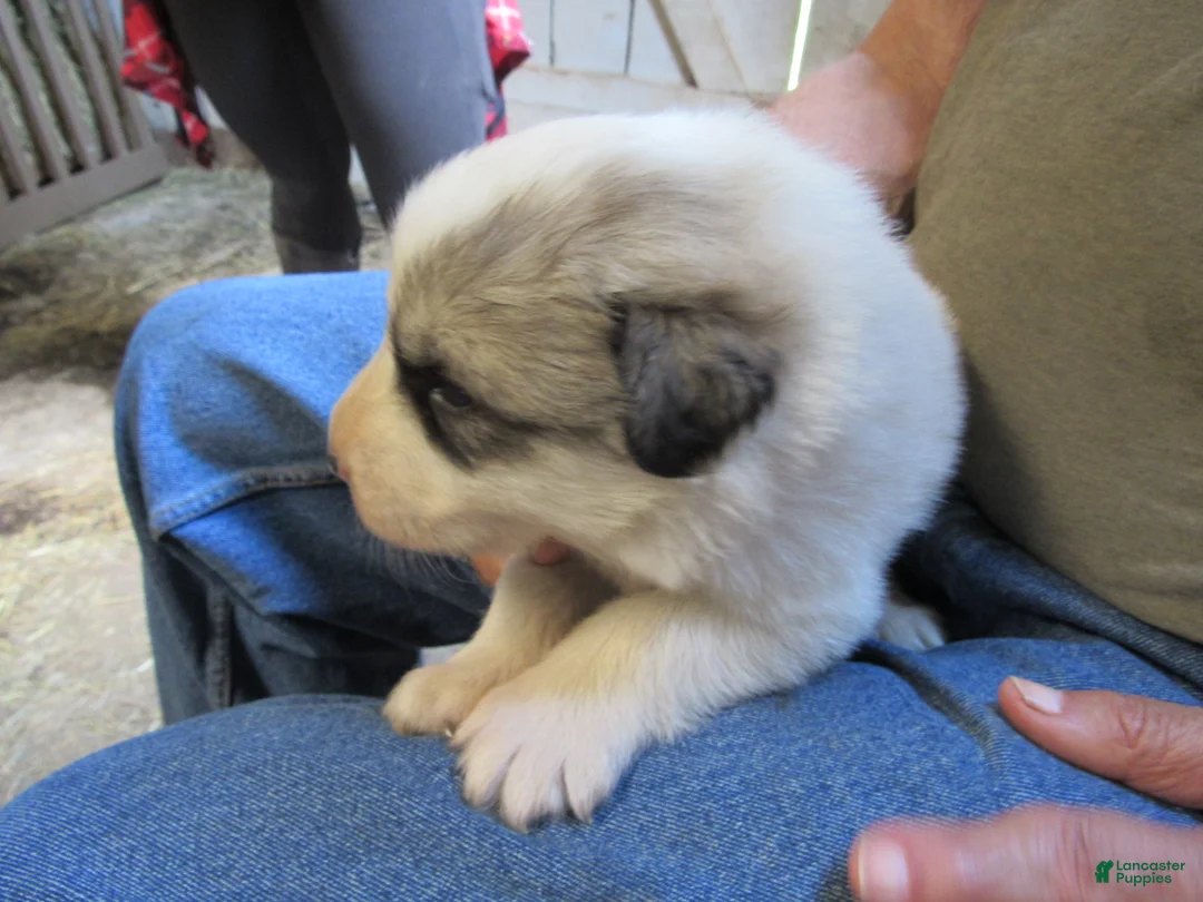 Great Pyrenees dogs for sale: Green Collar Badger face Male Great Pyrenees Puppy  - Ad 1