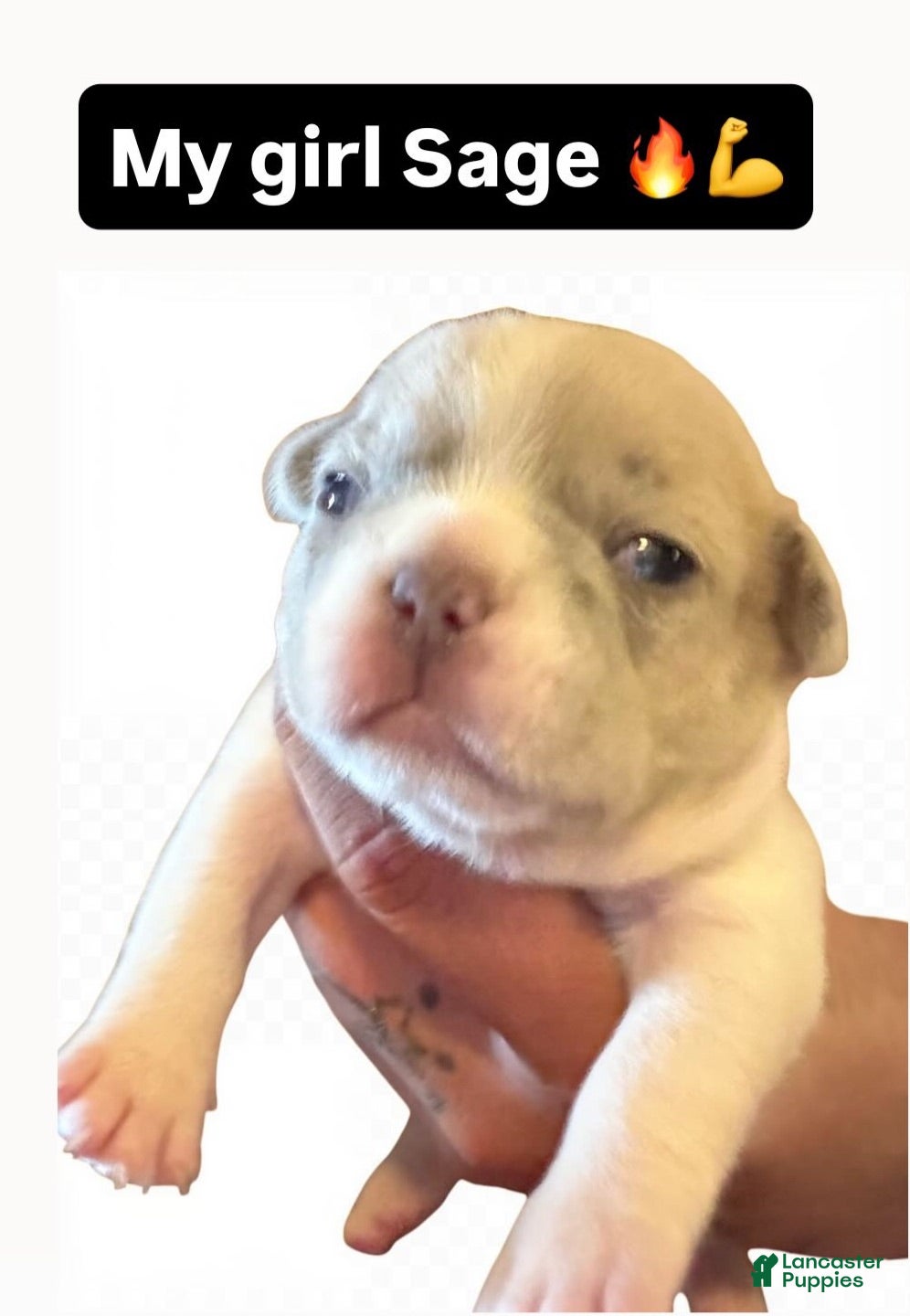French Bulldog dogs French Bulldog 4 - Ad 5