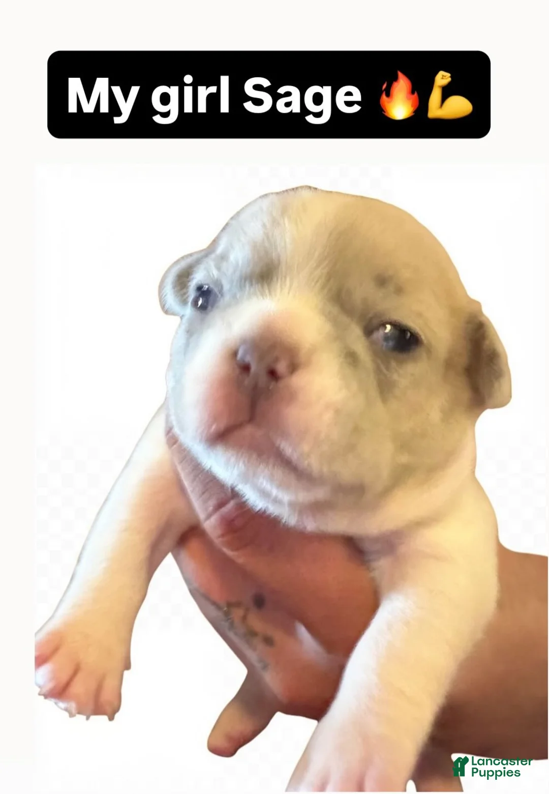 French Bulldog dogs for sale: French Bulldog 4 - Ad 1