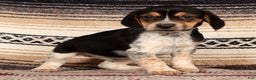Beagle dogs for sale: Donald - Ad 3