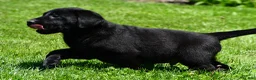 Labrador Retriever dogs for sale: Parker - Ad 6