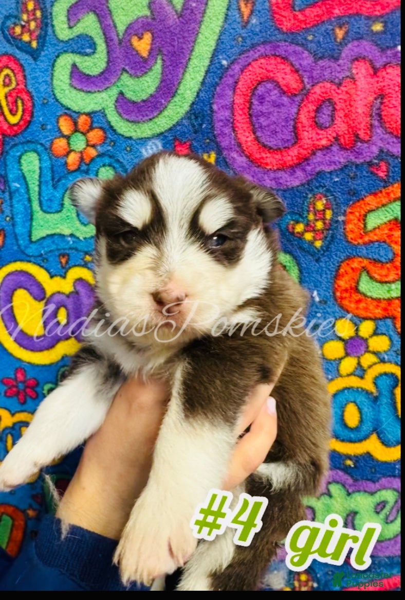 Pomsky dogs Pomsky Puppy 6 - Ad 10