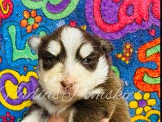 Pomsky dogs Pomsky Puppy 6 - Ad 29
