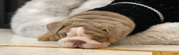English Bulldog dogs for sale: Aurora - Ad 4