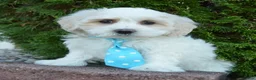 Maltipoo dogs for sale: Max - Ad 10