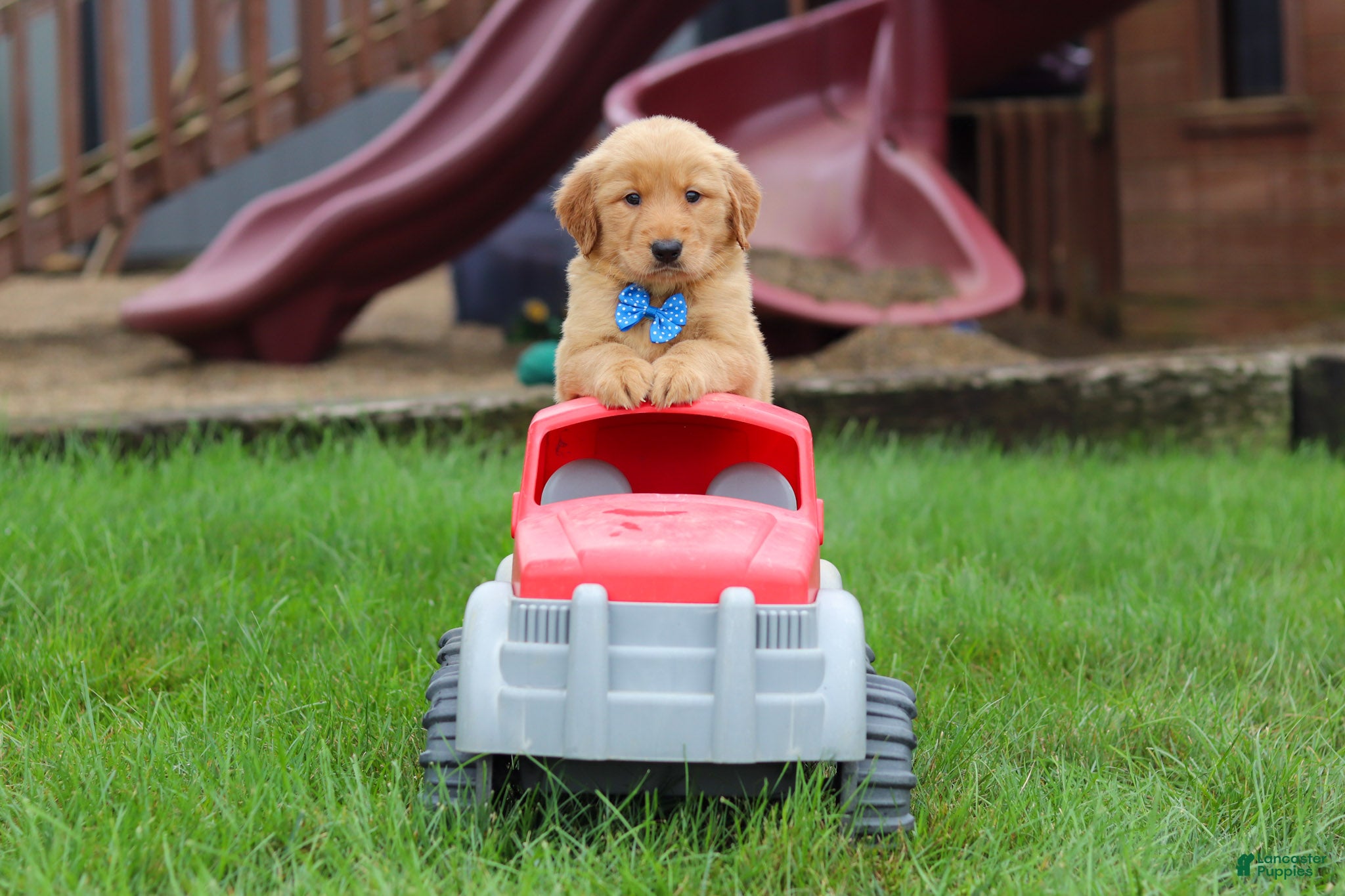 Golden Retriever dogs  Eclipse  - Ad 2
