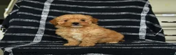 Mini Goldendoodle dogs for sale: Dorrie - Ad 1
