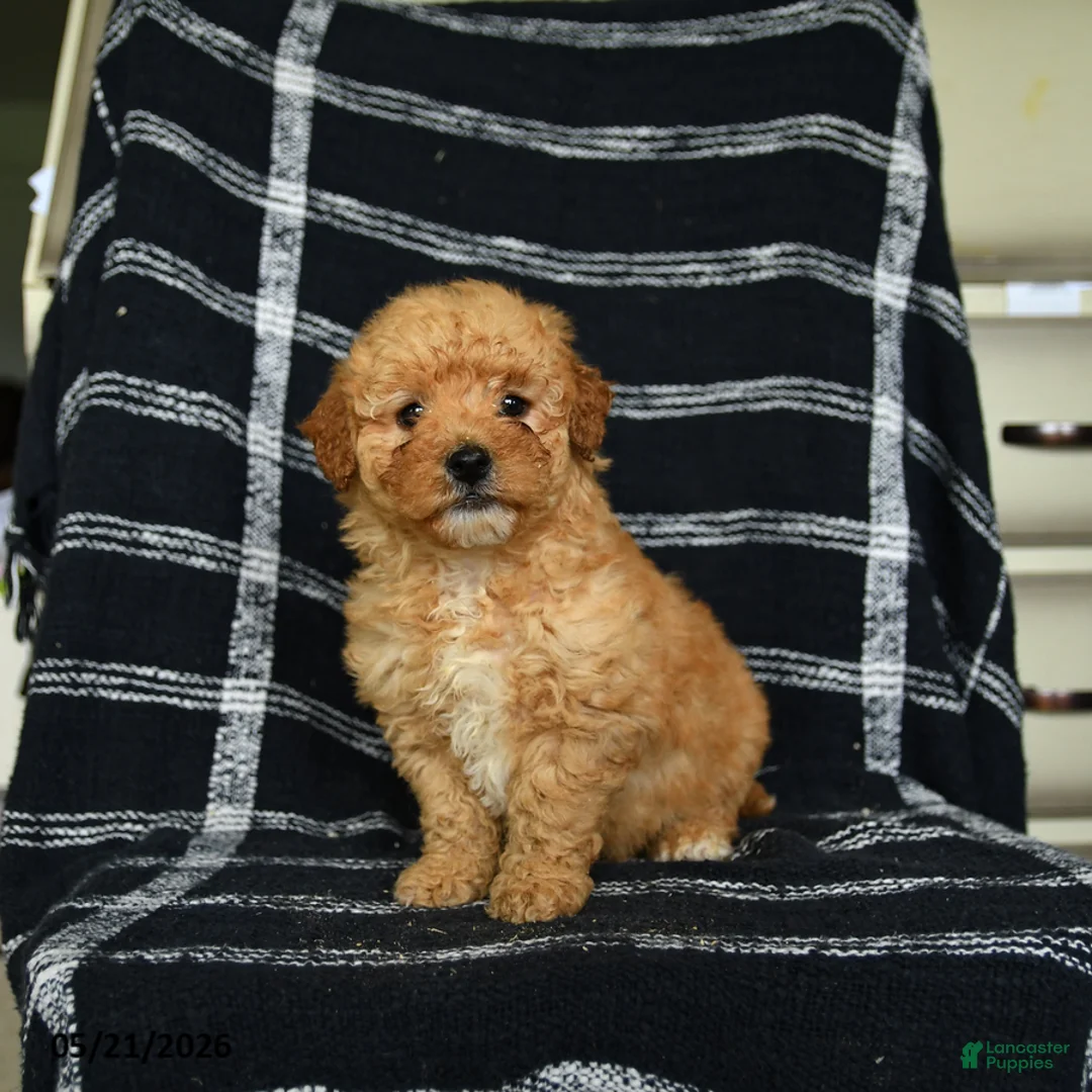 Mini Goldendoodle dogs for sale: Dorrie - Ad 1