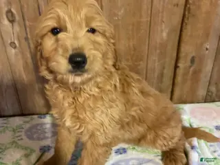 Mini Goldendoodle dogs Nolan - Ad 32