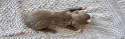 Boston Terrier dogs for sale: Boston Terrier Puppy 2 - Ad 8
