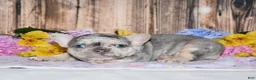 French Bulldog dogs for sale: Fester - Ad 3