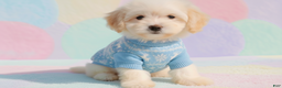 Maltipoo dogs for sale: BEAR - Ad 4