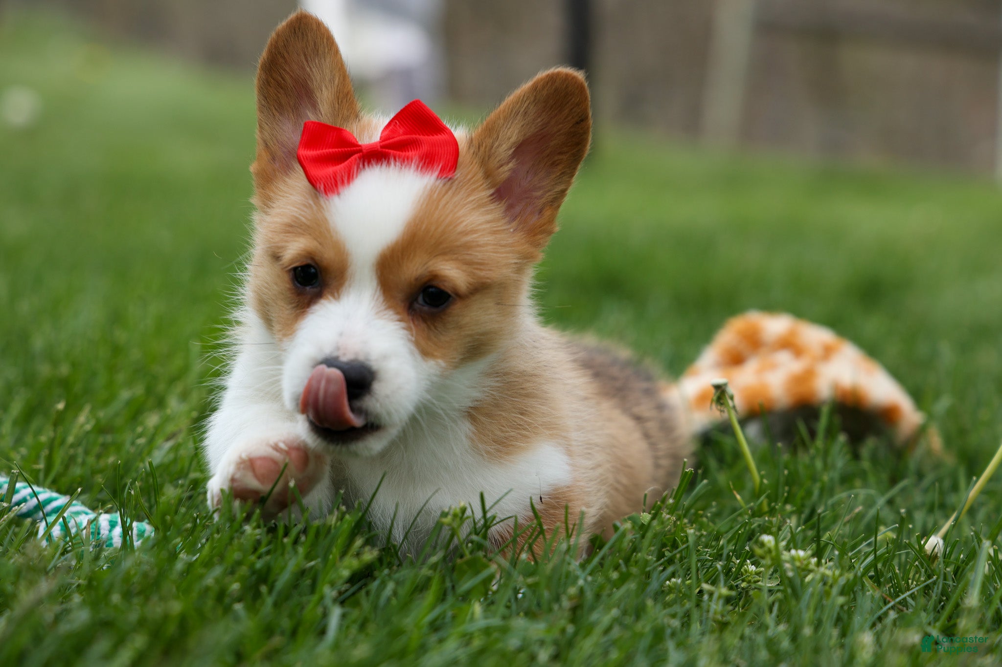 Welsh Corgi Pembroke dogs Denver 🐶💖 - Ad 1