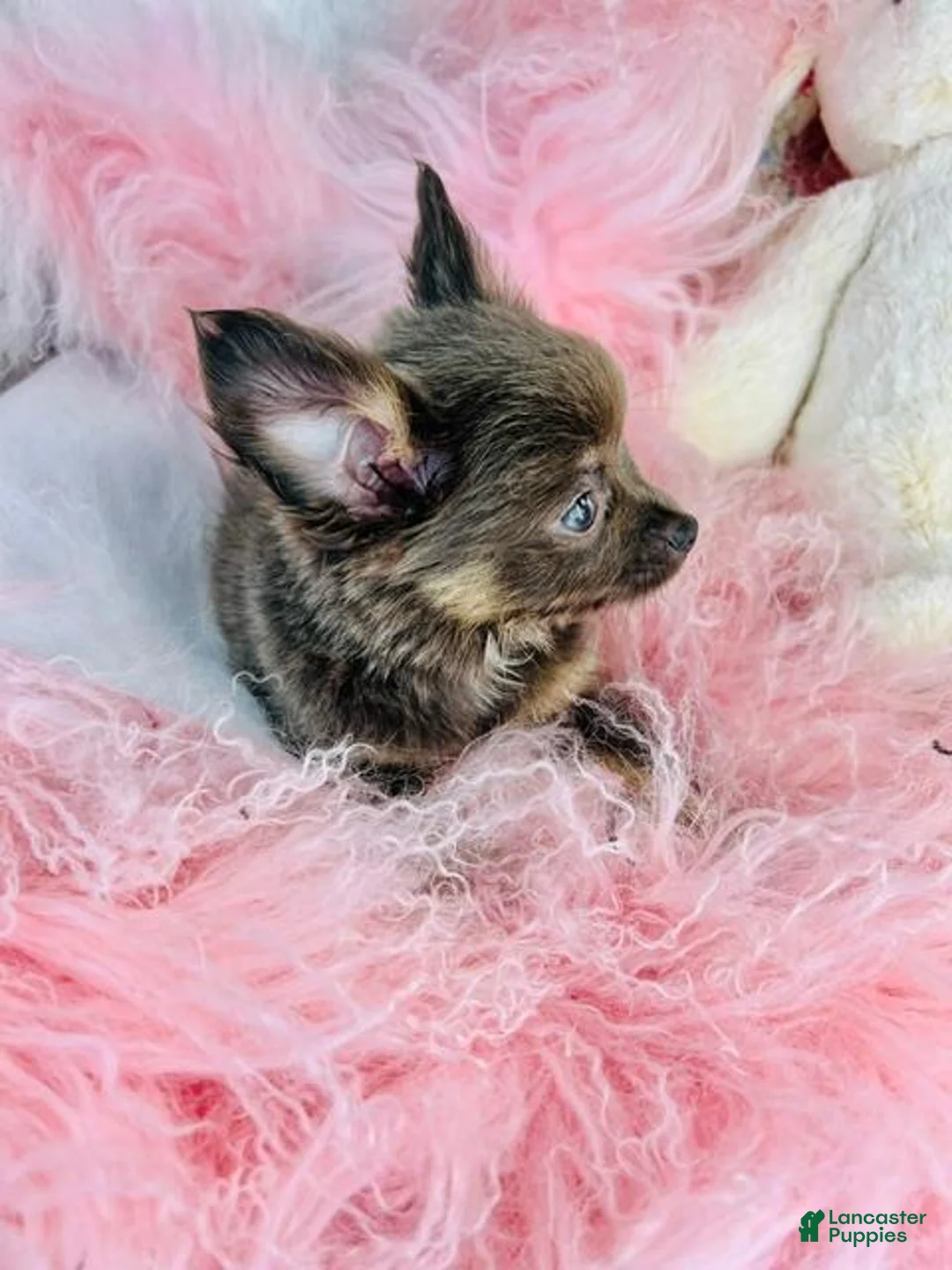 Chihuahua dogs for sale: Chihuahua 1 - Ad 1