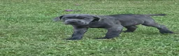 Cane Corso dogs for sale: Cane Corso Puppy 5 - Ad 8