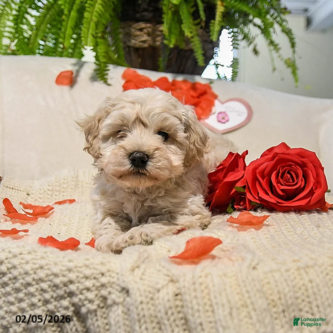 Maltipoo dogs for sale: Arlin - Ad 3