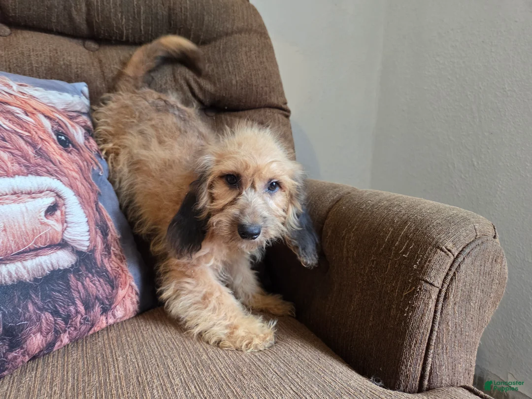 Cockapoo dogs for sale: Girl  - Ad 4