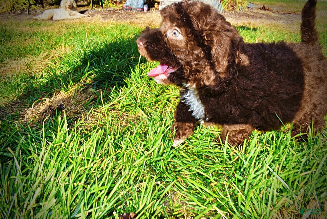 Havapoo dogs for sale: Oscar - Ad 10