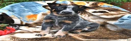 Australian Cattle Dog dogs for sale: Hazel - Ad 2